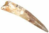 Fossil Spinosaurus Tooth - Real Dinosaur Tooth #357789-1